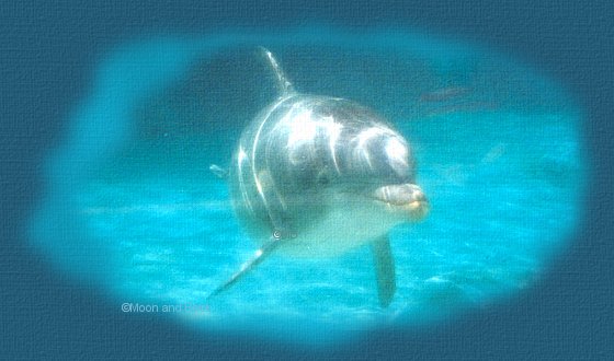 dolphintop.jpg (36556 bytes)